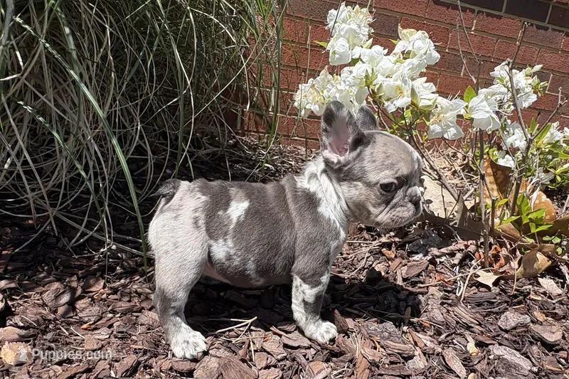 Tri-Merle Girl aka Lucy – French Bulldog puppy for sale in Virginia Beach, VA