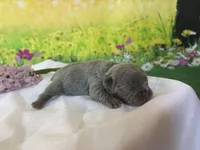 Bulma, a female French Bulldog for sale in Virginia Beach, VA – Photo 2 of 4