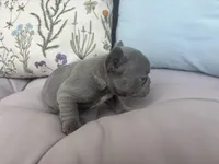 Bulma, a female French Bulldog for sale in Virginia Beach, VA – Photo 4 of 4