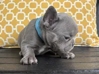 Blue Standard aka Bella, a female French Bulldog for sale in Virginia Beach, VA – Photo 2 of 6