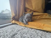 Bulma, a female French Bulldog for sale in Virginia Beach, VA – Photo 3 of 4