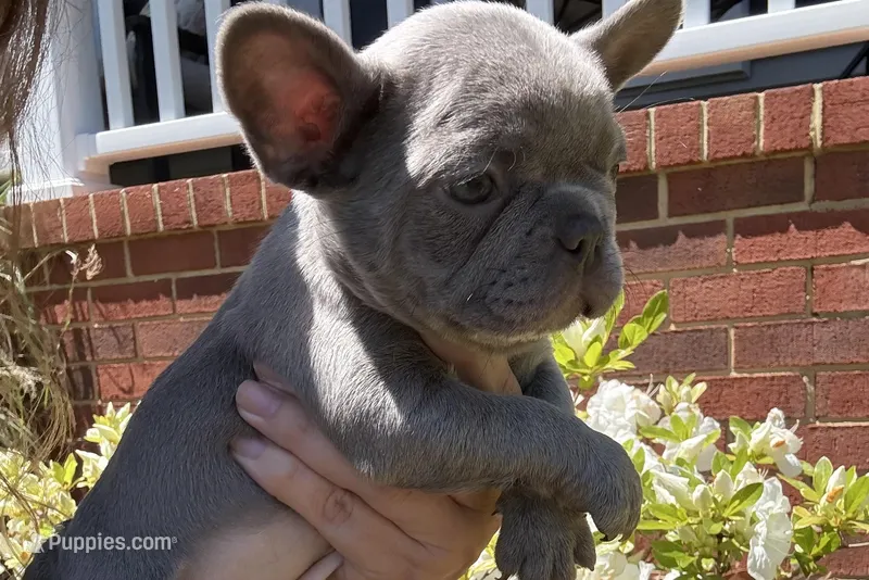 Blue Standard aka Bella – French Bulldog puppy for sale in Virginia Beach, VA