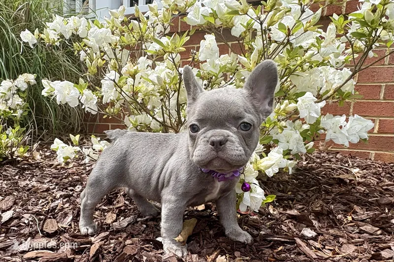 Blue Standard aka Bella – French Bulldog puppy for sale in Virginia Beach, VA
