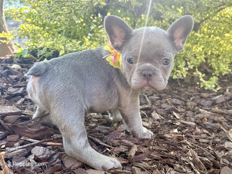 Blue Standard aka Bella – French Bulldog puppy for sale in Virginia Beach, VA