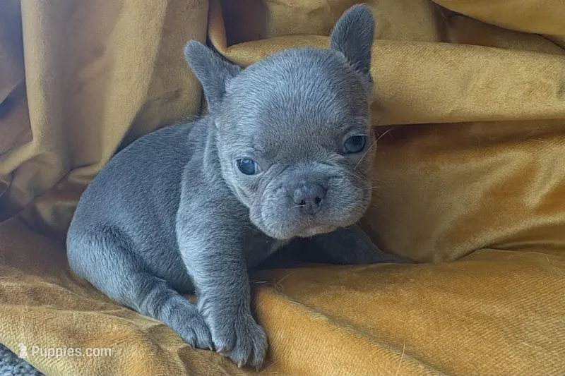 Bulma – French Bulldog puppy for sale in Virginia Beach, VA