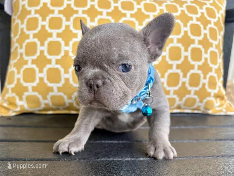Blue Standard aka Bella – French Bulldog puppy for sale in Virginia Beach, VA
