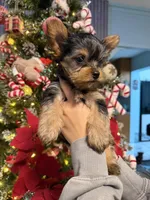 No name, a female Yorkshire Terrier for sale in Hallandale Beach, FL – Photo 6 of 10