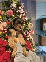 No name, a female Yorkshire Terrier for sale in Hallandale Beach, FL – Photo 9 of 10