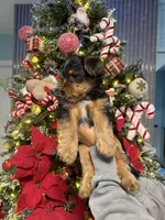No name, a female Yorkshire Terrier for sale in Hallandale Beach, FL – Photo 5 of 10