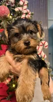 No name, a female Yorkshire Terrier for sale in Hallandale Beach, FL – Photo 3 of 10