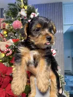 No name, a female Yorkshire Terrier for sale in Hallandale Beach, FL – Photo 7 of 10
