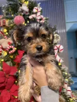 No name, a female Yorkshire Terrier for sale in Hallandale Beach, FL – Photo 4 of 10