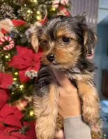 No name, a female Yorkshire Terrier for sale in Hallandale Beach, FL – Photo 2 of 10