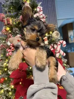 No name, a female Yorkshire Terrier for sale in Hallandale Beach, FL – Photo 10 of 10