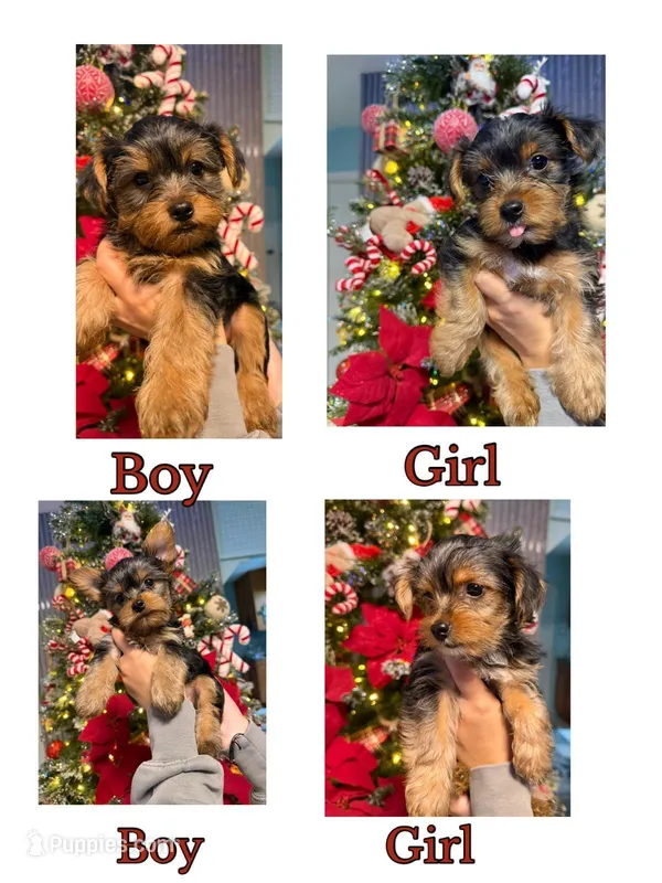 No name, a female Yorkshire Terrier for sale in Hallandale Beach, FL – Photo 1 of 10