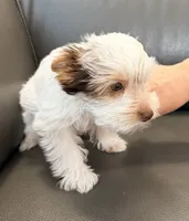 Toby Boy AKC, a male Yorkshire Terrier for sale in Rocklin, CA – 3 of 10