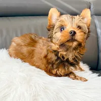 Lola’s Boy AKC, a male Yorkshire Terrier for sale in Rocklin, CA – Photo 1 of 10