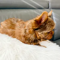 Lola’s Boy AKC, a male Yorkshire Terrier for sale in Rocklin, CA – Photo 5 of 10