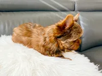 Lola’s Boy AKC, a male Yorkshire Terrier for sale in Rocklin, CA – Photo 5 of 10