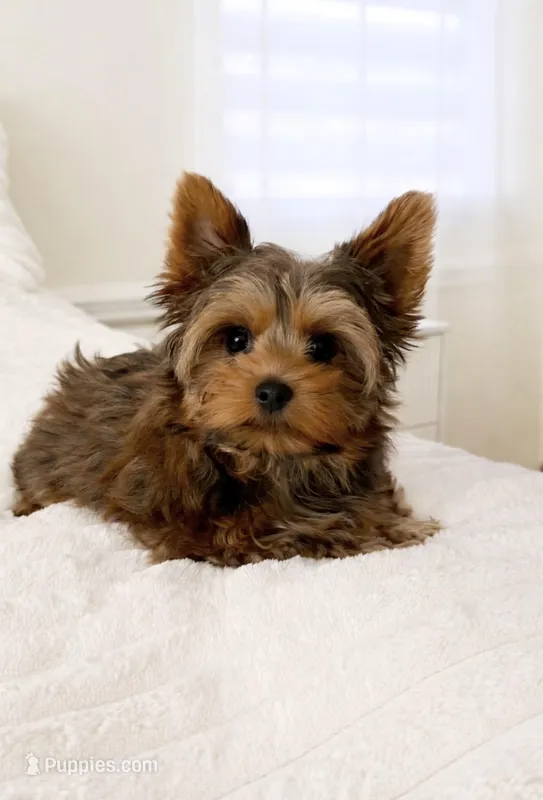 Lola’s Boy AKC – Yorkshire Terrier puppy for sale in Rocklin, CA