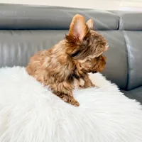 Lola’s Boy AKC, a male Yorkshire Terrier for sale in Rocklin, CA – Photo 6 of 10