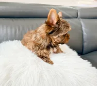 Lola’s Boy AKC, a male Yorkshire Terrier for sale in Rocklin, CA – Photo 6 of 10