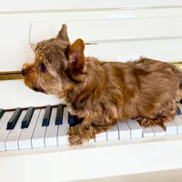 Lola’s Boy AKC, a male Yorkshire Terrier for sale in Rocklin, CA – Photo 8 of 10