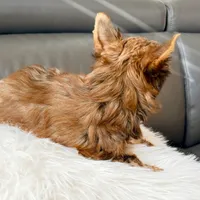 Lola’s Boy AKC, a male Yorkshire Terrier for sale in Rocklin, CA – Photo 10 of 10