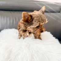 Lola’s Boy AKC, a male Yorkshire Terrier for sale in Rocklin, CA – Photo 2 of 10