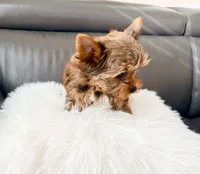 Lola’s Boy AKC, a male Yorkshire Terrier for sale in Rocklin, CA – Photo 7 of 10