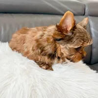 Lola’s Boy AKC, a male Yorkshire Terrier for sale in Rocklin, CA – Photo 4 of 10