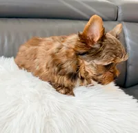 Lola’s Boy AKC, a male Yorkshire Terrier for sale in Rocklin, CA – Photo 4 of 10