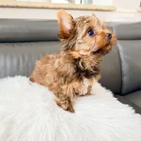 Lola’s Boy AKC, a male Yorkshire Terrier for sale in Rocklin, CA – Photo 3 of 10