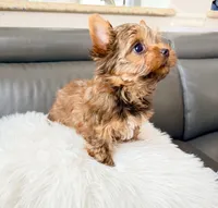 Lola’s Boy AKC, a male Yorkshire Terrier for sale in Rocklin, CA – Photo 2 of 10