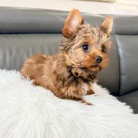 Lola’s Boy AKC, a male Yorkshire Terrier for sale in Rocklin, CA – Photo 7 of 10