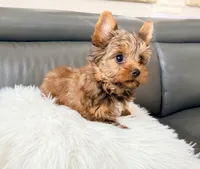 Lola’s Boy AKC, a male Yorkshire Terrier for sale in Rocklin, CA – Photo 8 of 10