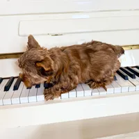 Lola’s Boy AKC, a male Yorkshire Terrier for sale in Rocklin, CA – Photo 9 of 10