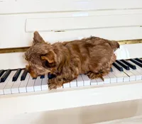 Lola’s Boy AKC, a male Yorkshire Terrier for sale in Rocklin, CA – Photo 3 of 10