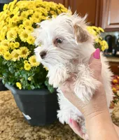 Lika’s Pink Girl AKC, a female Yorkshire Terrier for sale in Rocklin, CA – Photo 4 of 10