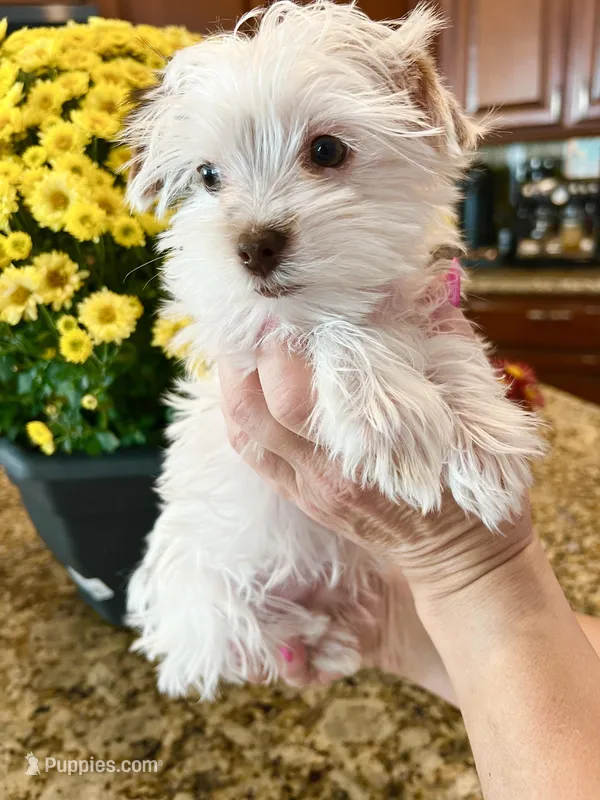 Lika’s Pink Girl AKC