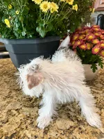 Lika’s Pink Girl AKC, a female Yorkshire Terrier for sale in Rocklin, CA – Photo 10 of 10