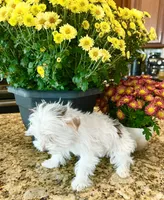 Lika’s Pink Girl AKC, a female Yorkshire Terrier for sale in Rocklin, CA – Photo 8 of 10