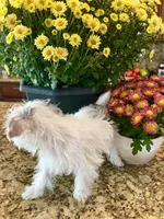 Lika’s Pink Girl AKC, a female Yorkshire Terrier for sale in Rocklin, CA – Photo 7 of 10