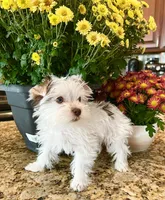 Lika’s Pink Girl AKC, a female Yorkshire Terrier for sale in Rocklin, CA – Photo 9 of 10