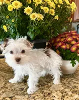 Lika’s Pink Girl AKC, a female Yorkshire Terrier for sale in Rocklin, CA – Photo 3 of 10