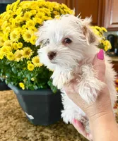 Lika’s Pink Girl AKC, a female Yorkshire Terrier for sale in Rocklin, CA – Photo 2 of 10