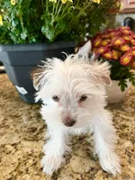 Lika’s Pink Girl AKC, a female Yorkshire Terrier for sale in Rocklin, CA – Photo 5 of 10