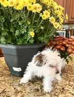 Lika’s Pink Girl AKC, a female Yorkshire Terrier for sale in Rocklin, CA – Photo 6 of 10