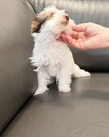 Toby Boy AKC, a male Yorkshire Terrier for sale in Rocklin, CA – 9 of 10