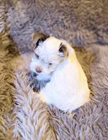 Toby Boy AKC, a male Yorkshire Terrier for sale in Rocklin, CA – 6 of 8